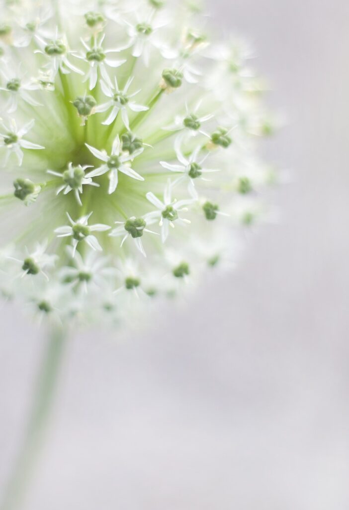 sierbloem, white, garden